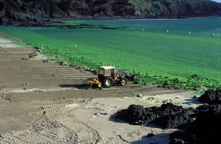 Les Algues vertes & Changement climatique